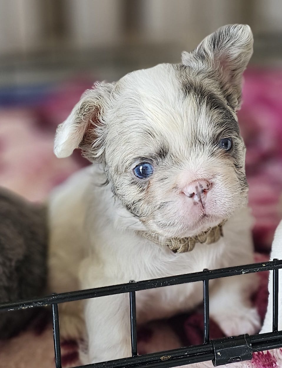 Image of french male bulldog 1